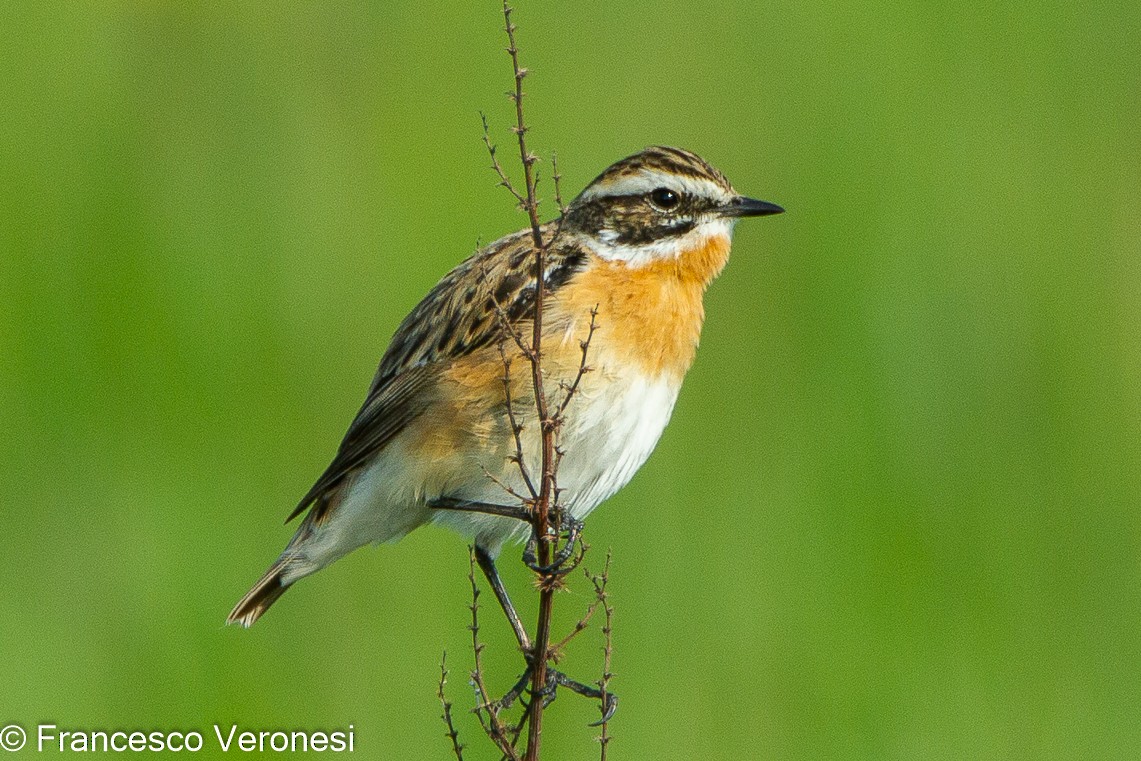 Whinchat - ML466592161