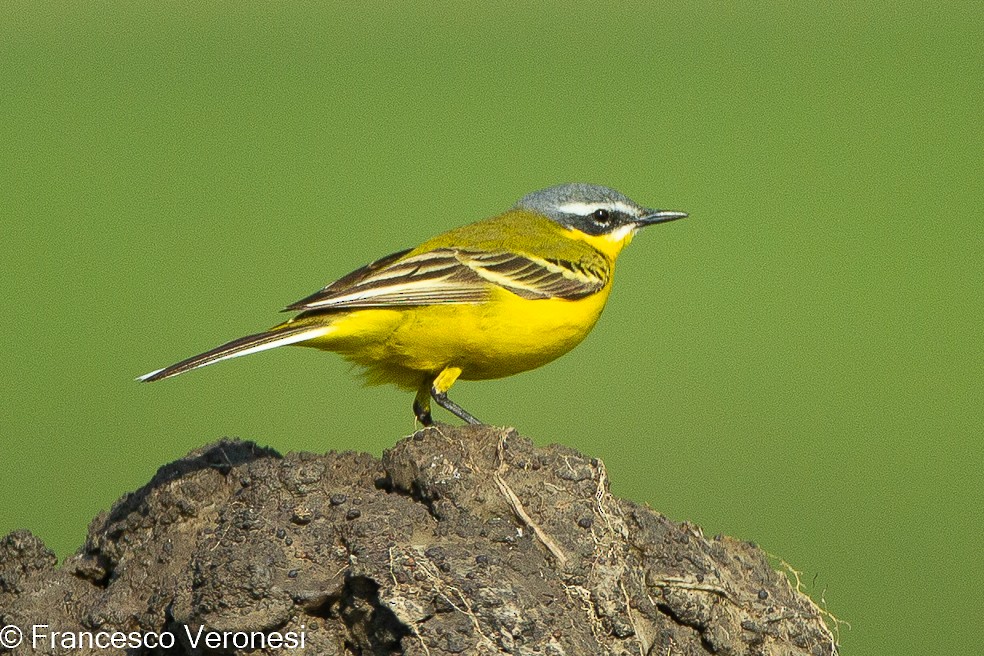 Western Yellow Wagtail - ML466592221