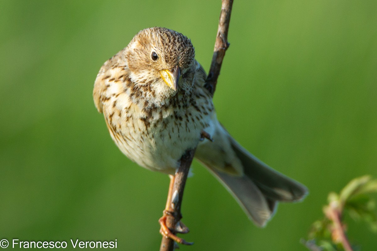 Corn Bunting - ML466592321