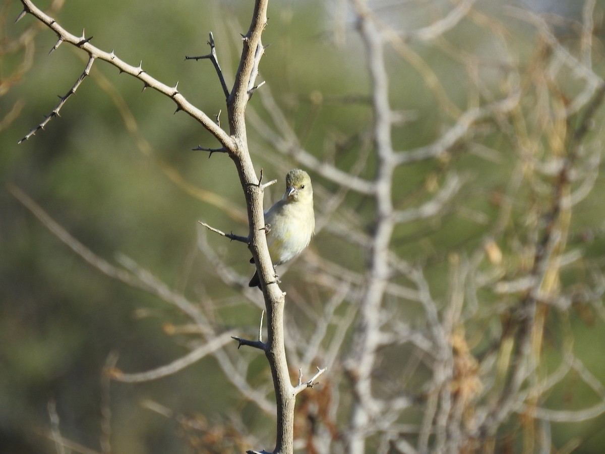 Hooded Siskin - Martin Barchiesi