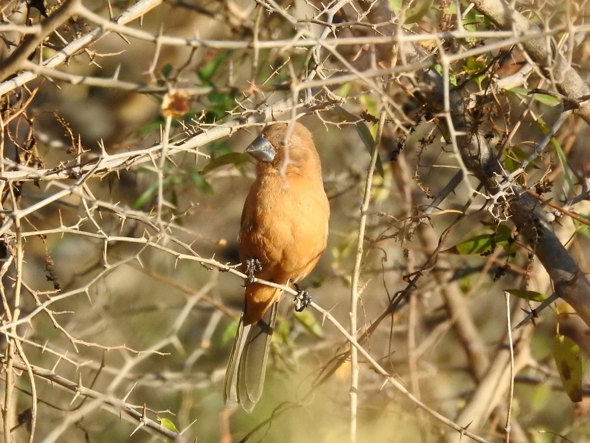 Ultramarine Grosbeak - ML466593361