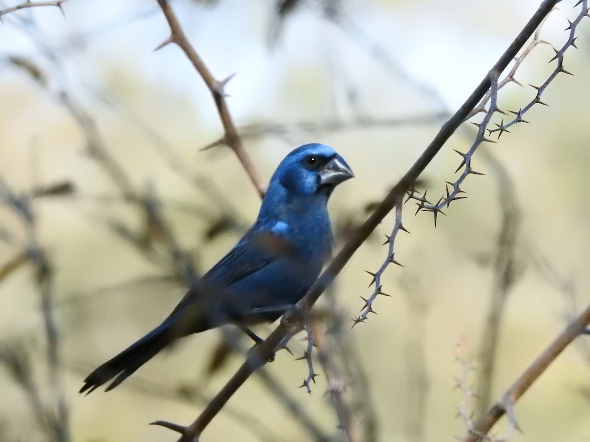 Ultramarine Grosbeak - Martin Barchiesi