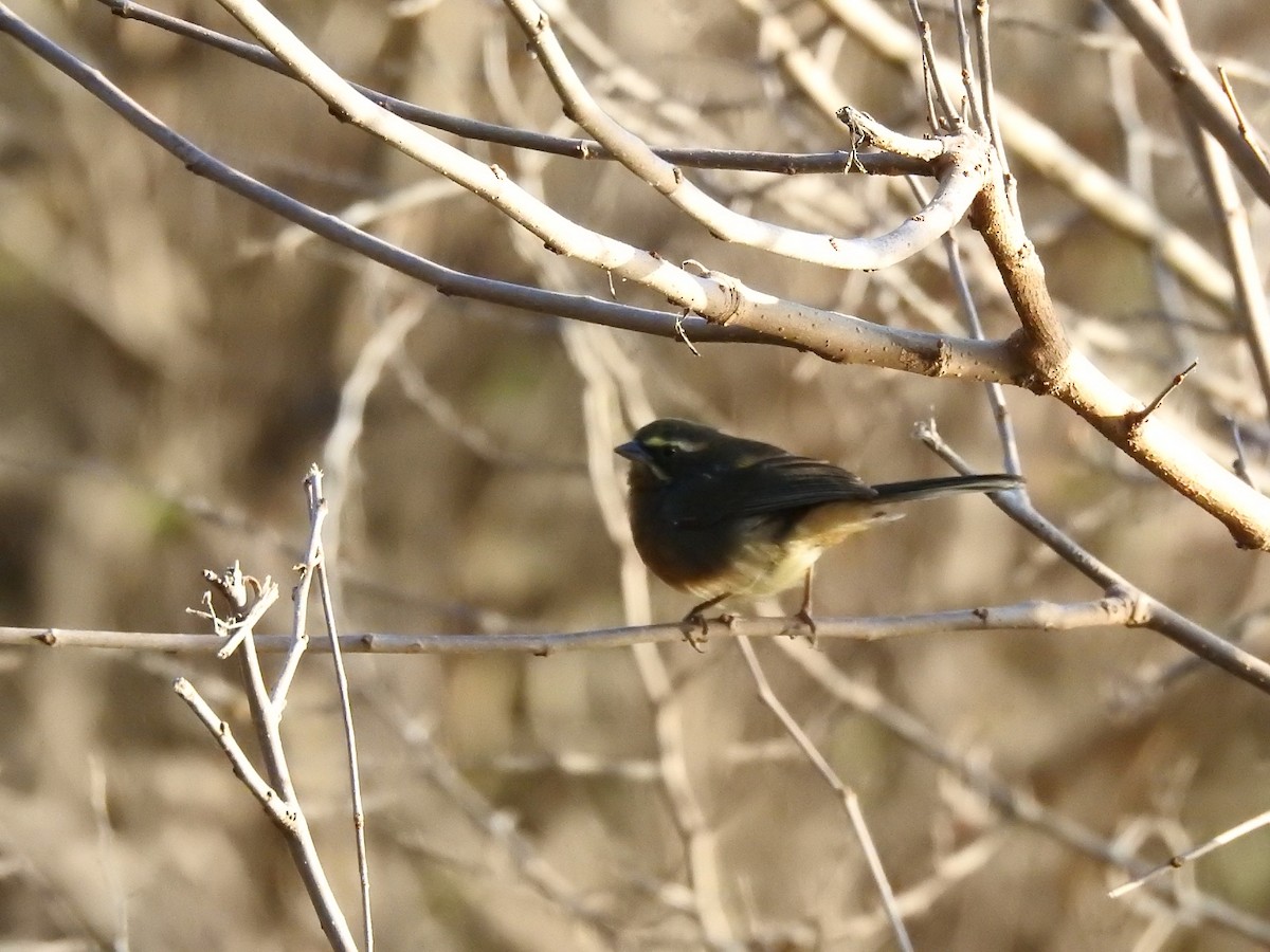 Black-and-chestnut Warbling Finch - Martin Barchiesi