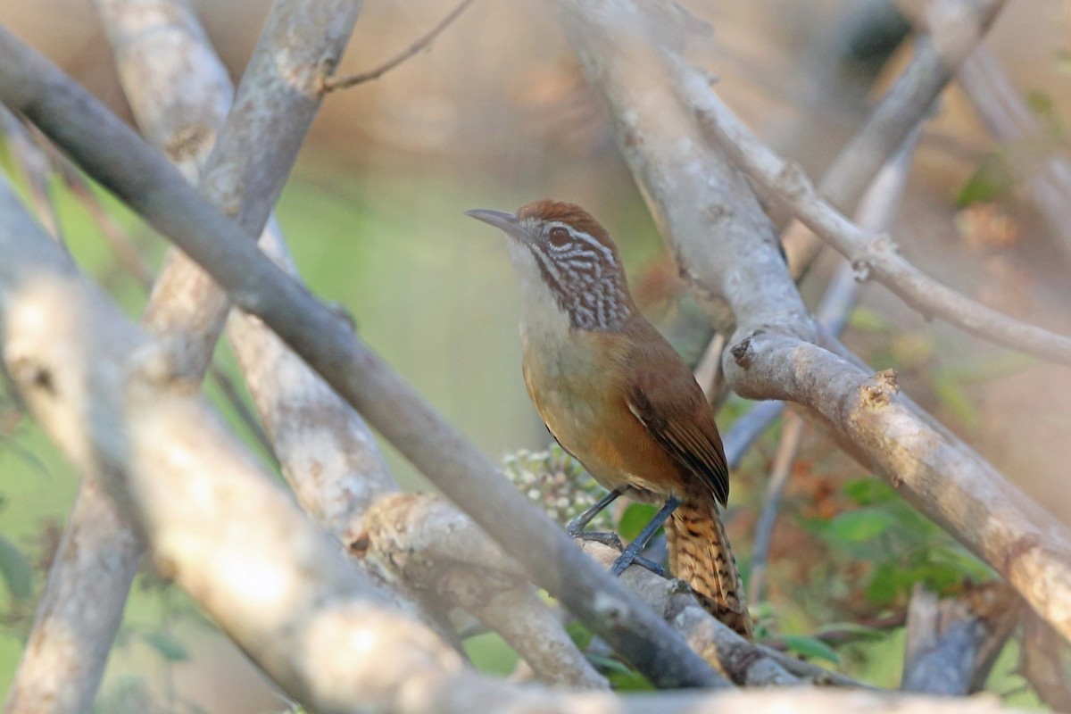 Happy Wren - Nigel Voaden