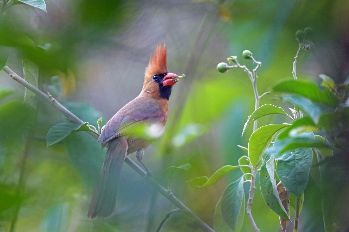 Northern Cardinal - ML46659381