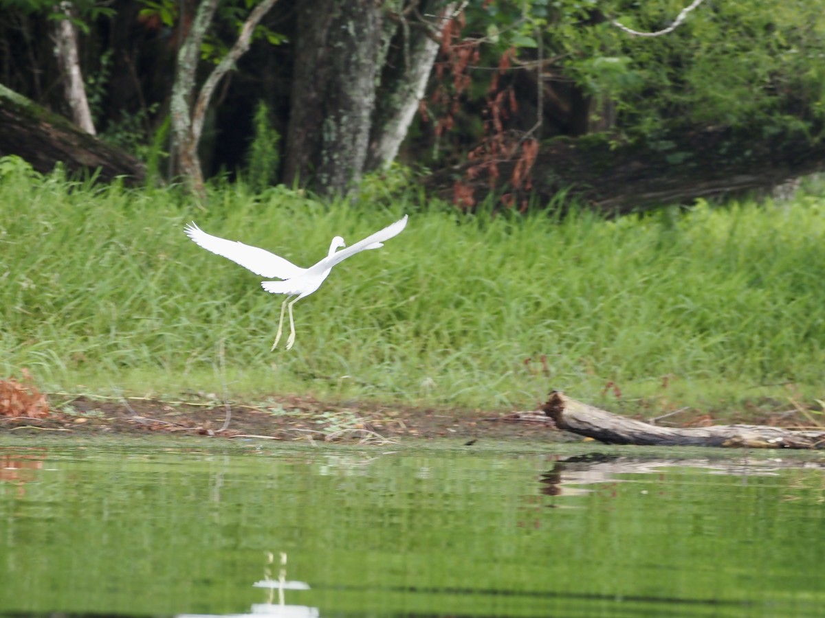 Little Blue Heron - ML466594191