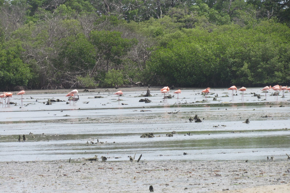 American Flamingo - ML466595071