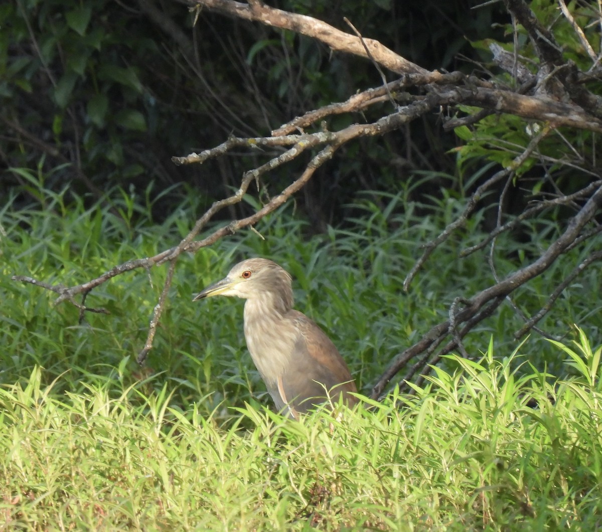 Black-crowned Night Heron - Joey Magerl