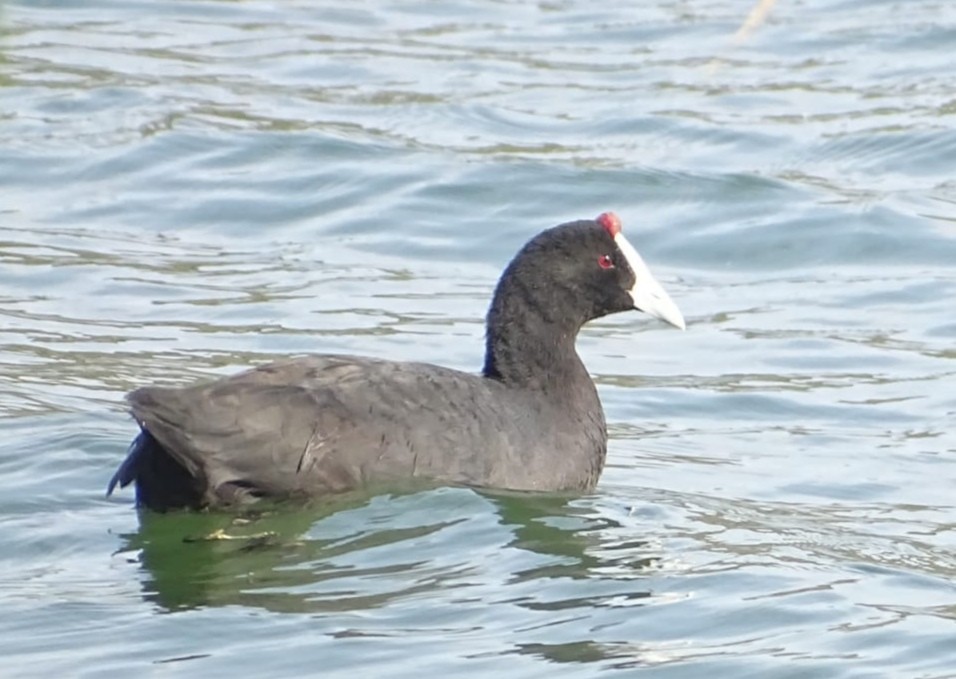 Red-knobbed Coot - ML466596571