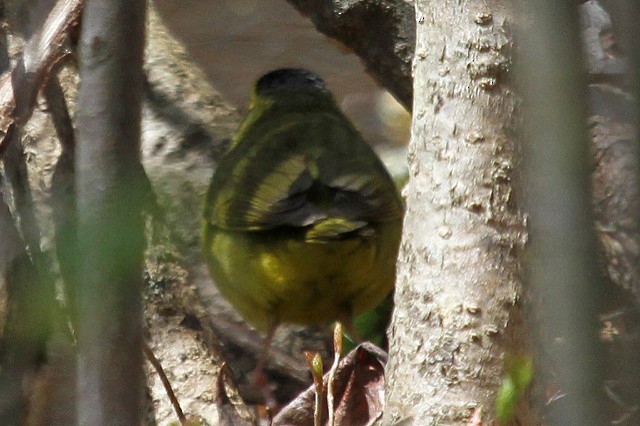 Kentucky Warbler - Jeffrey Offermann