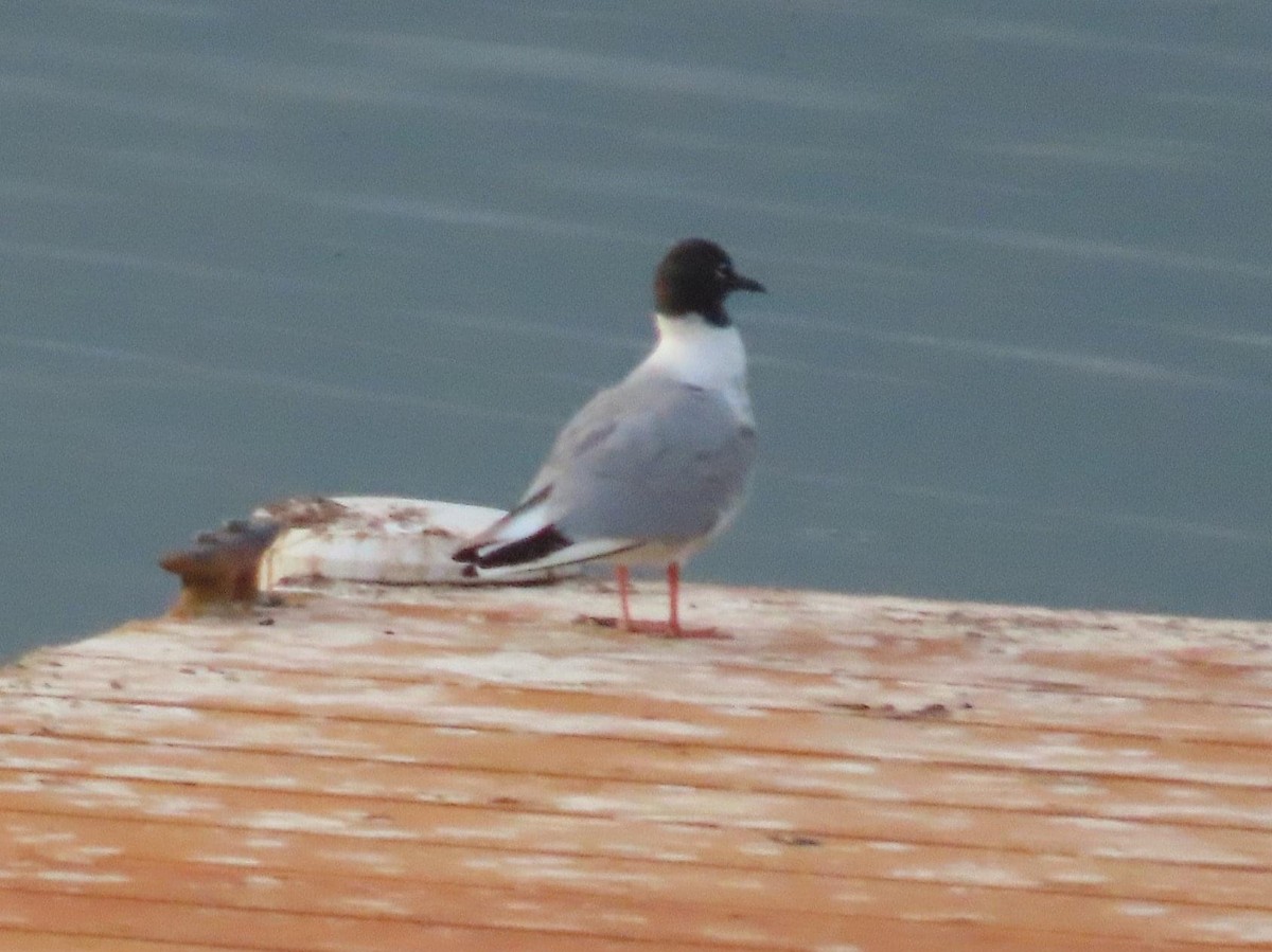 Mouette de Bonaparte - ML466596811