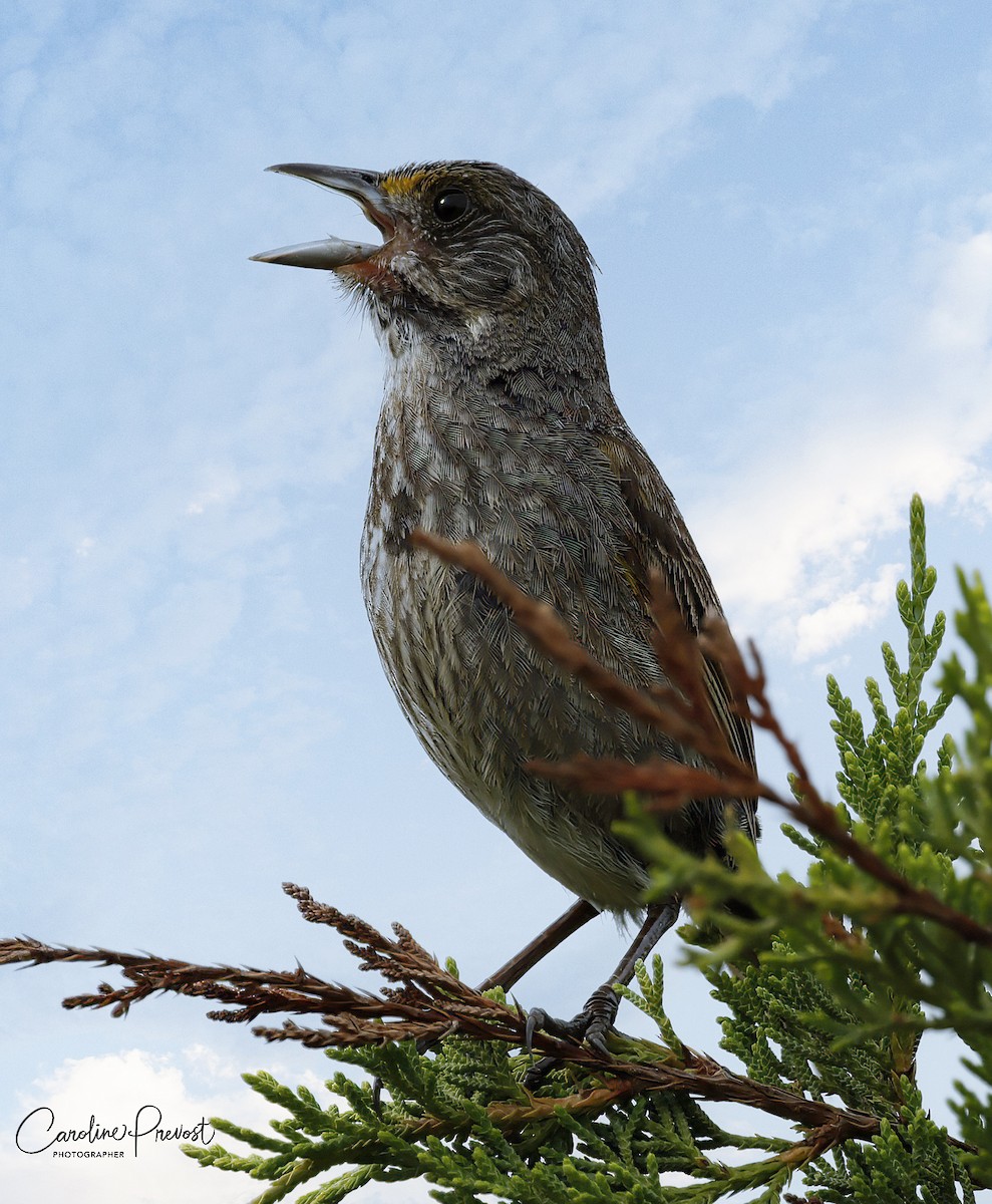 Seaside Sparrow - ML466597221