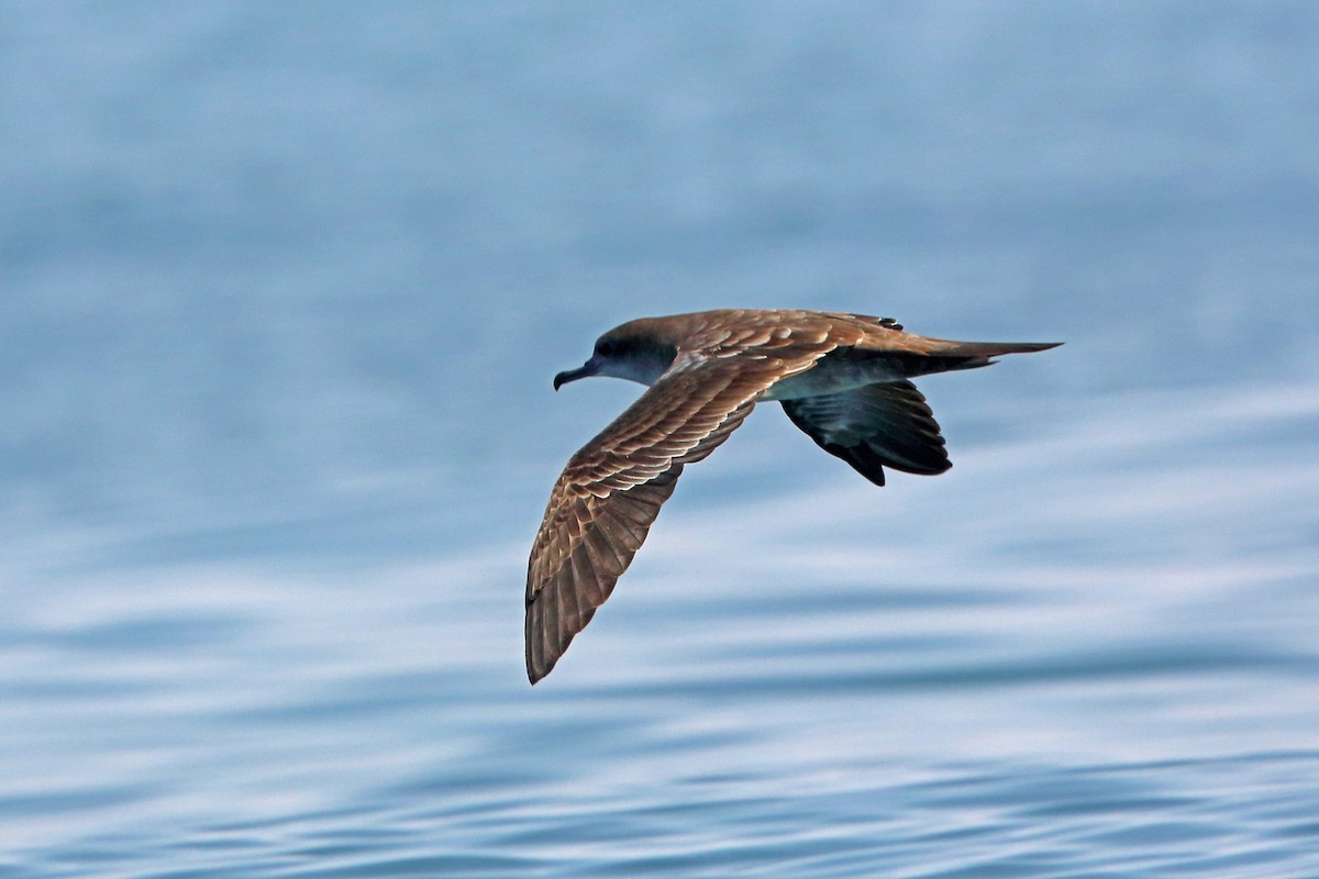 Wedge-tailed Shearwater - ML46659791