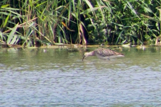 Eurasian Curlew - ML466598021