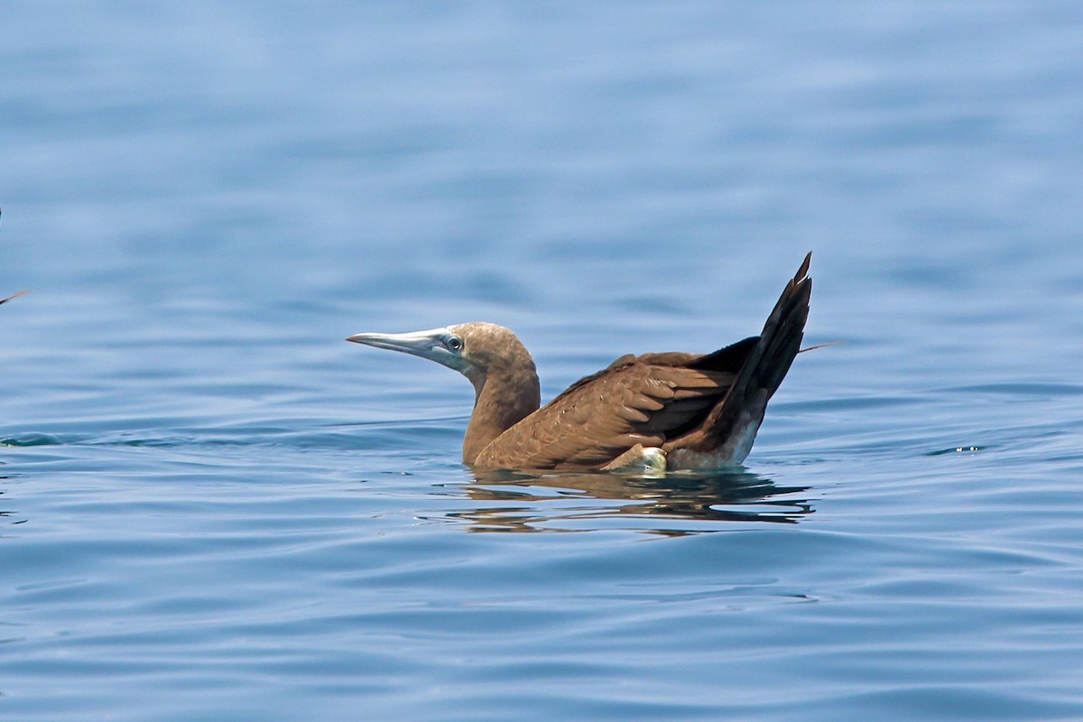 Brown Booby - Nigel Voaden