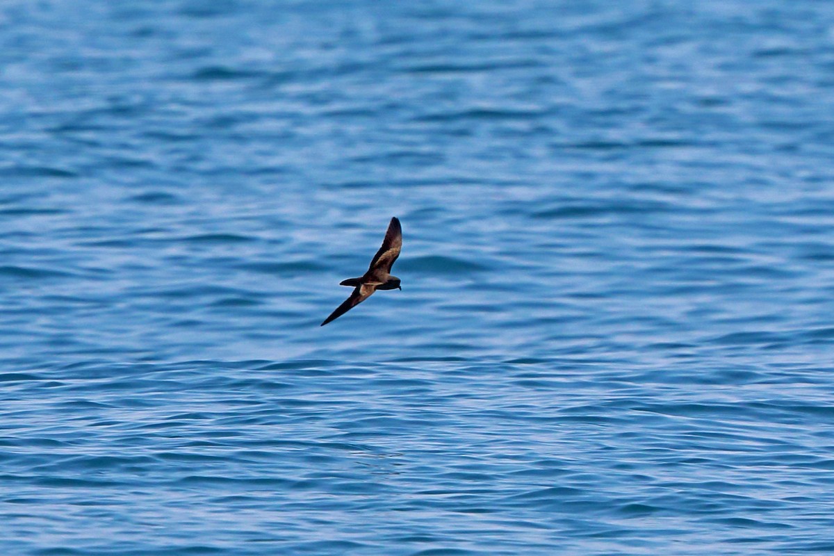 Least Storm-Petrel - ML46659921