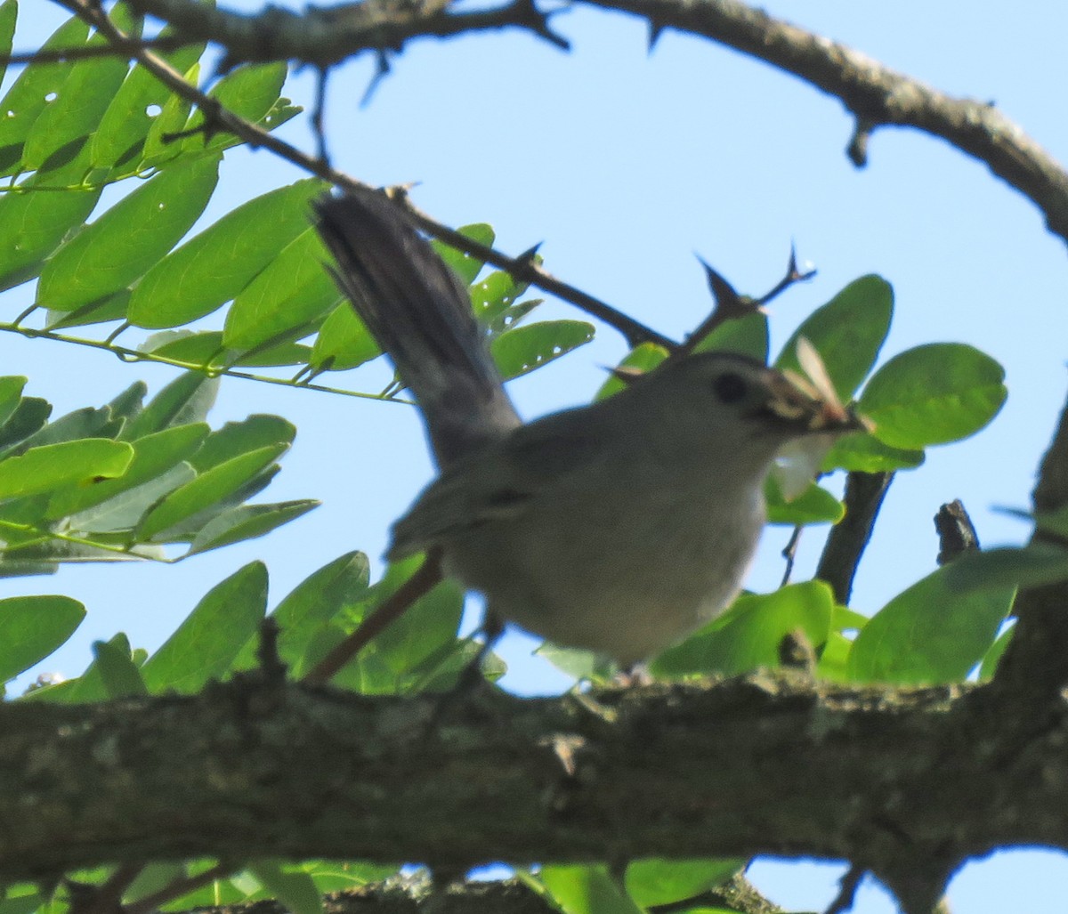 Pájaro Gato Gris - ML466599211