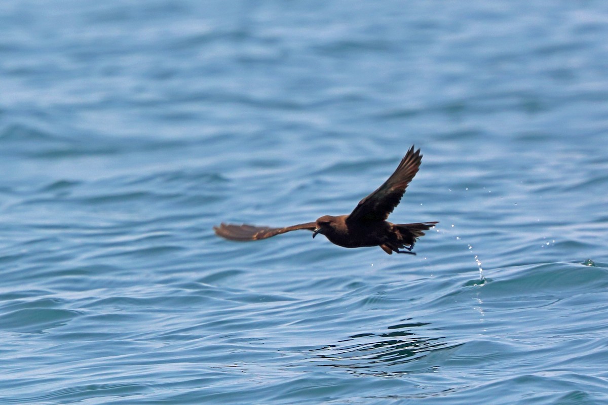 Black Storm-Petrel - Nigel Voaden