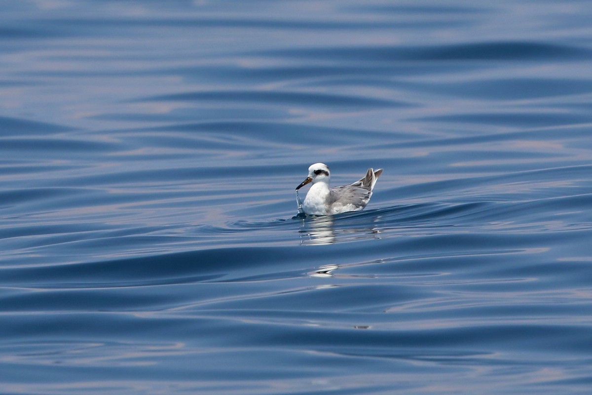 Red Phalarope - ML46660001