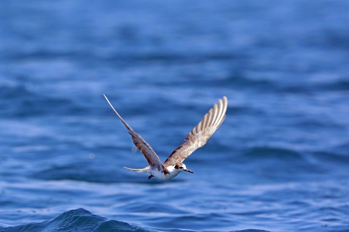 Black Tern (American) - ML46660021