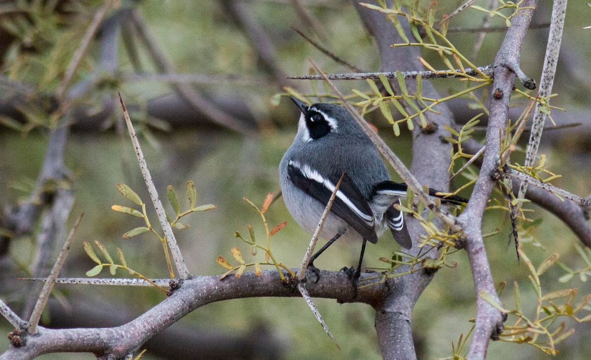 Fairy Flycatcher - Pedro Nicolau