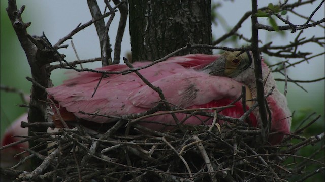 Roseate Spoonbill - ML466601