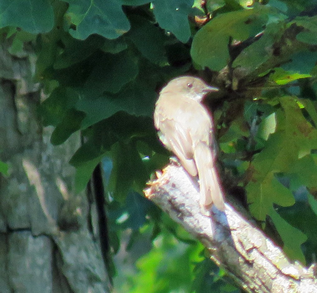 Eastern Phoebe - ML466601281