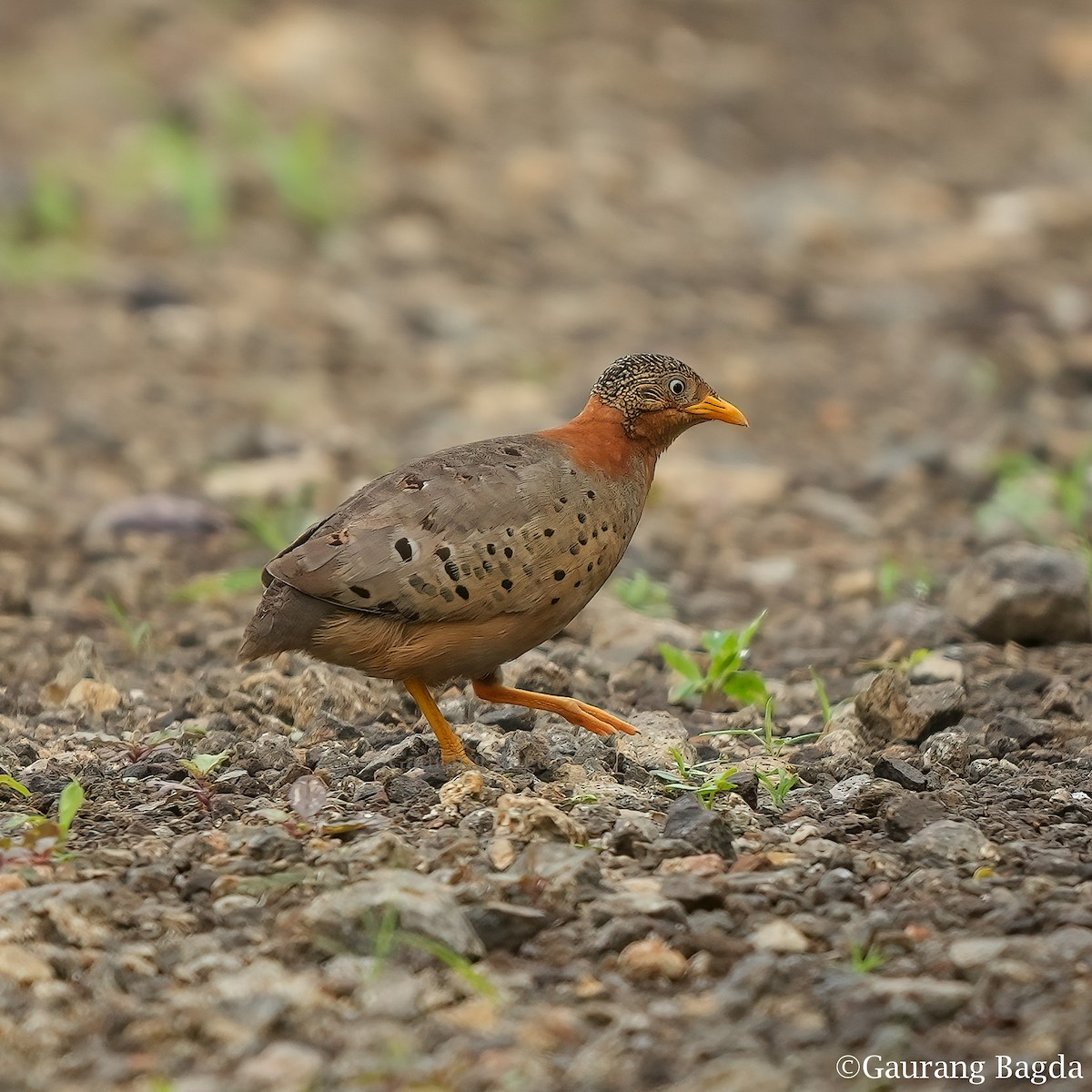 Yellow-legged Buttonquail - ML466601501