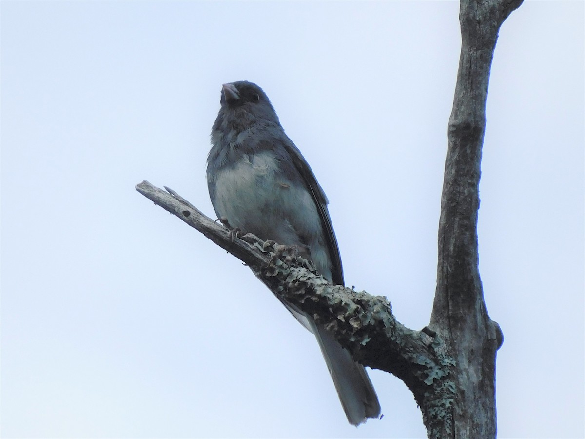 Junco ardoisé - ML466603821