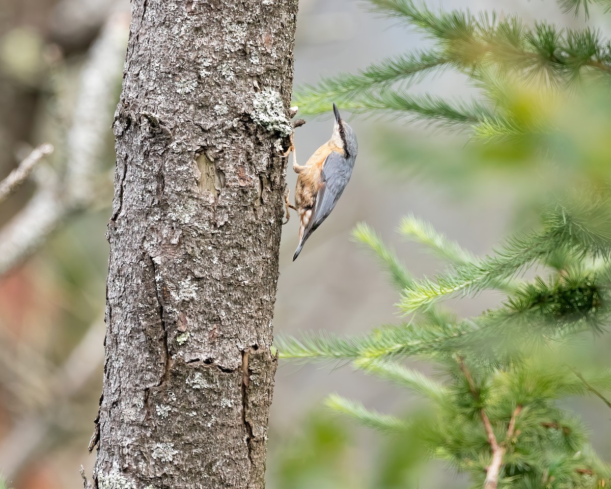 Eurasian Nuthatch - ML466604181