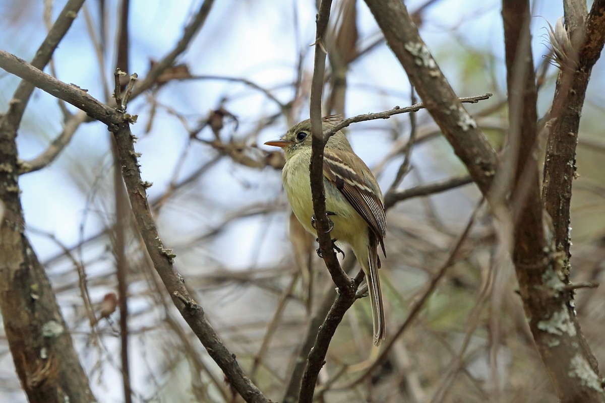 Pileated Flycatcher - Nigel Voaden