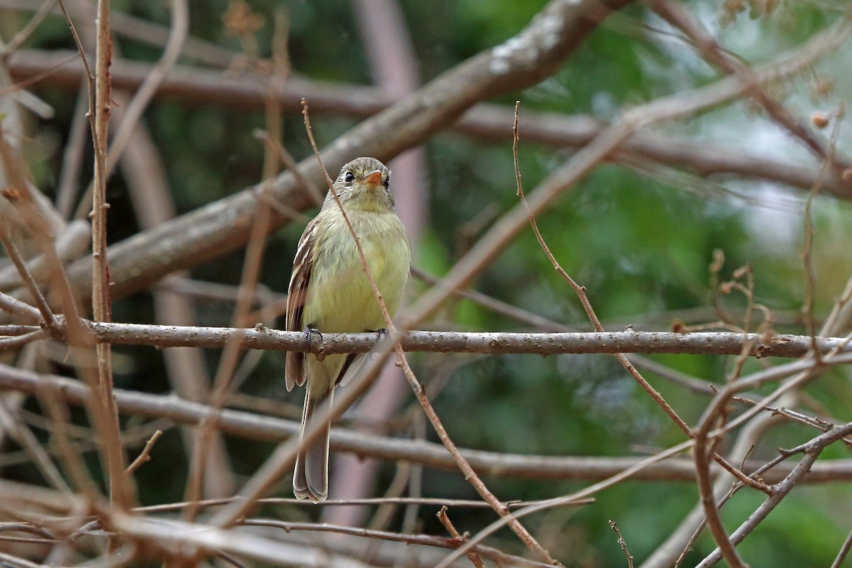 Pileated Flycatcher - ML46660521