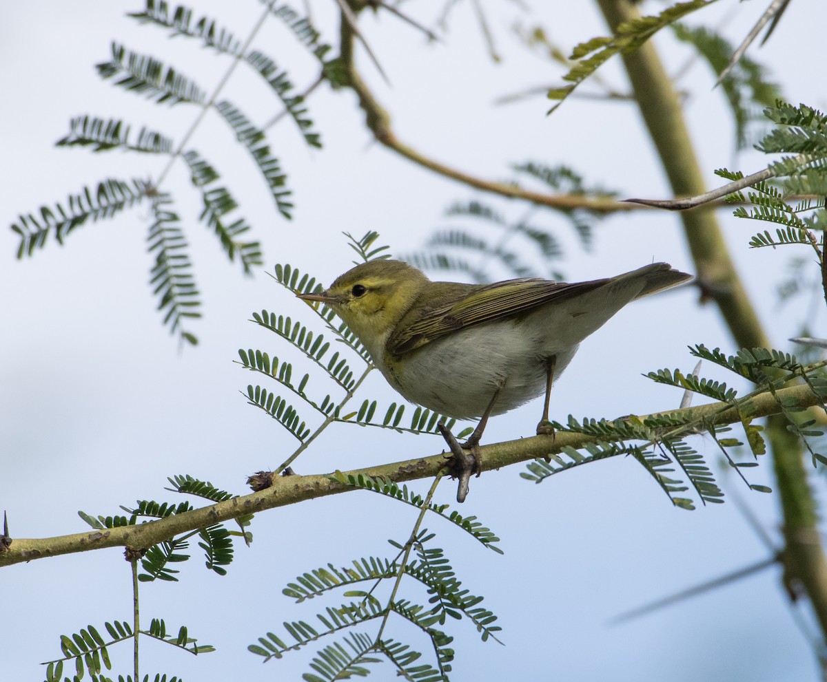 Wood Warbler - ML466605781