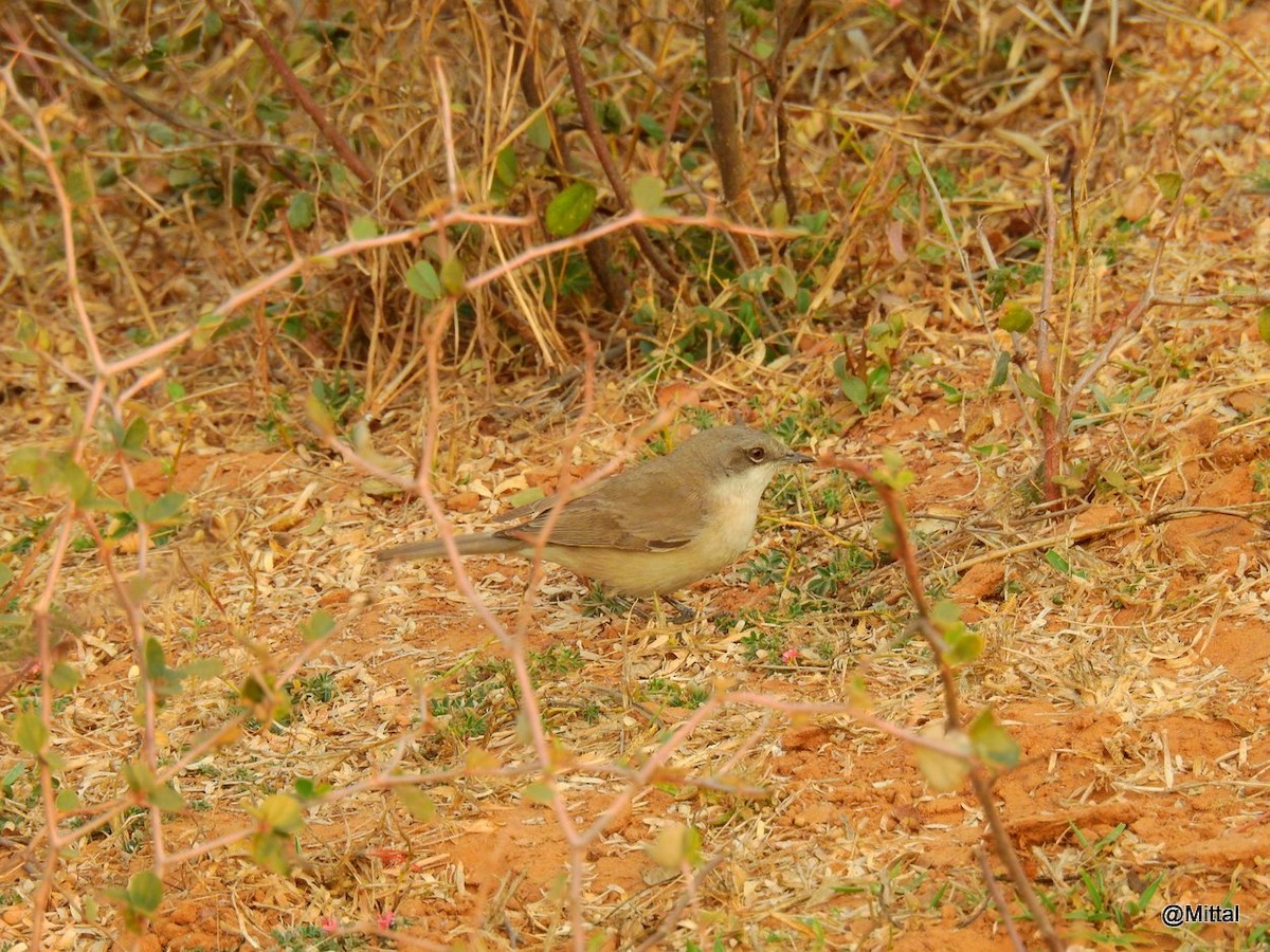 Lesser Whitethroat (Lesser) - Mittal Gala