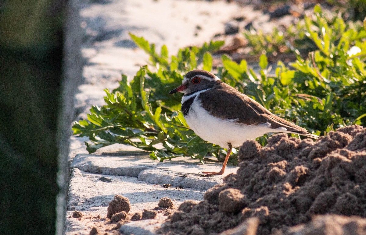 Three-banded Plover - ML466607261