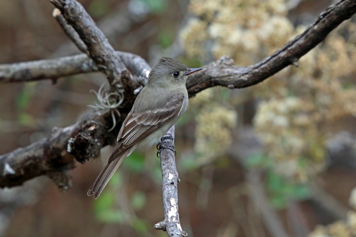 Greater Pewee - ML46660731