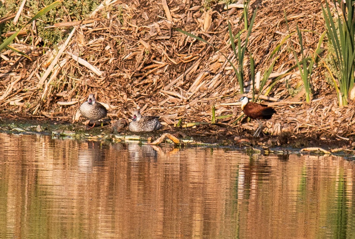 African Jacana - Pedro Nicolau