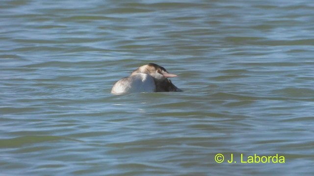 Great Crested Grebe - ML466607791
