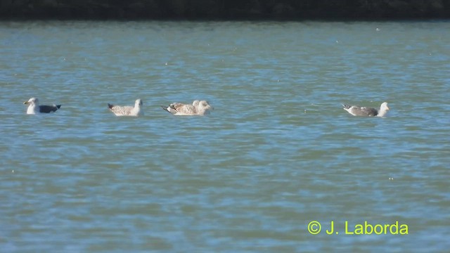 Yellow-legged Gull - ML466607921