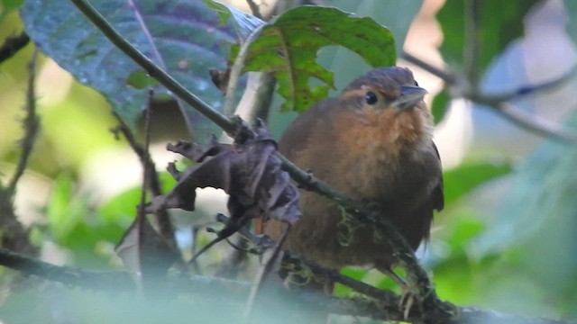 Buff-fronted Foliage-gleaner - ML466608051