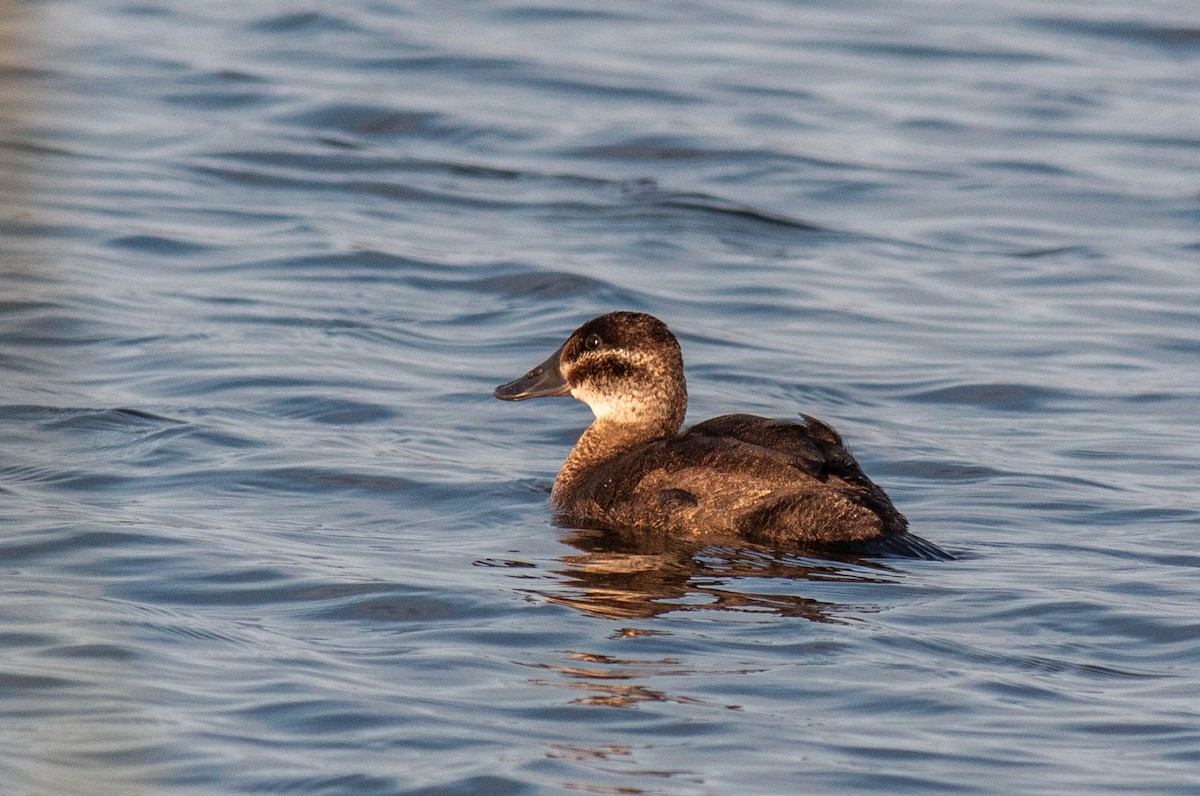 Maccoa Duck - Pedro Nicolau