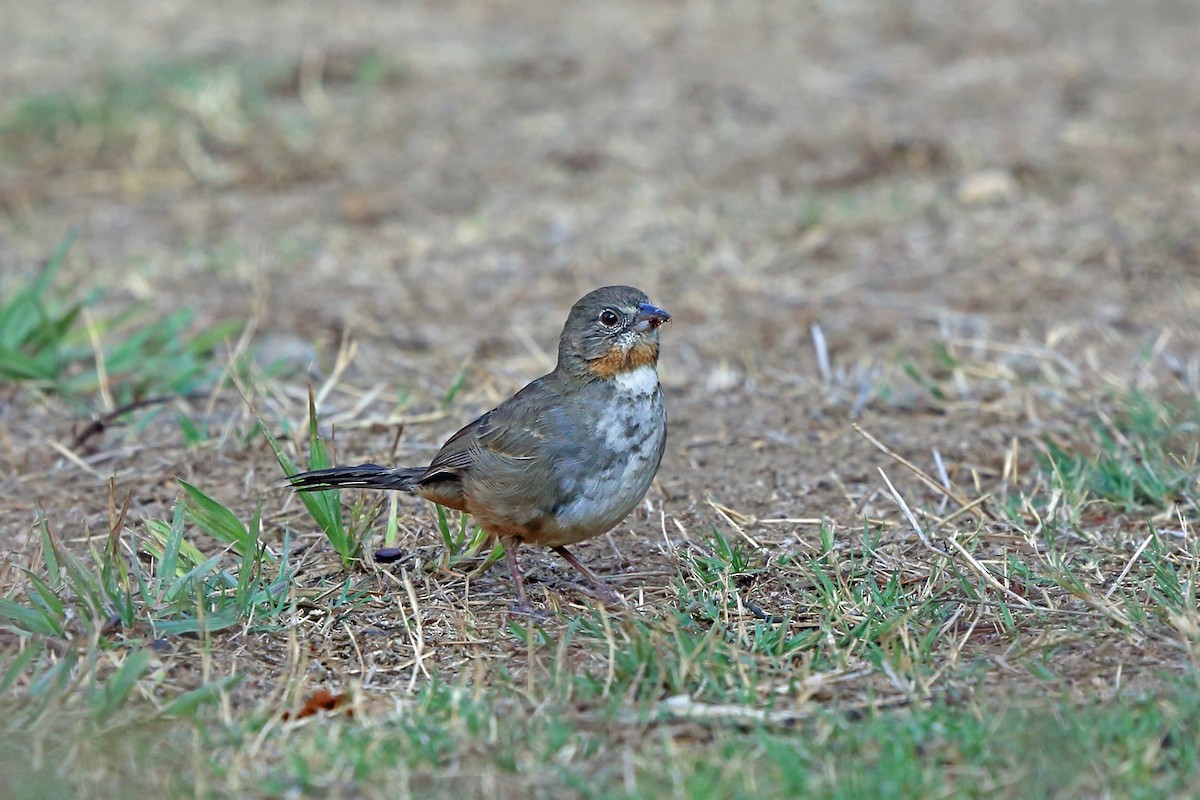 White-throated Towhee - ML46660861