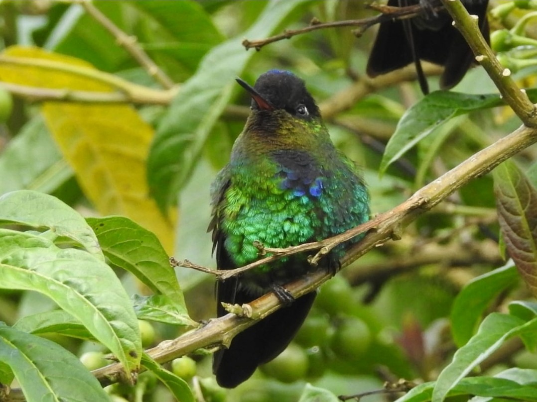 Fiery-throated Hummingbird - Wendy Edith Prado Rodríguez