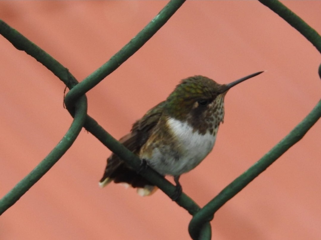 Colibrí Volcanero - ML466609461