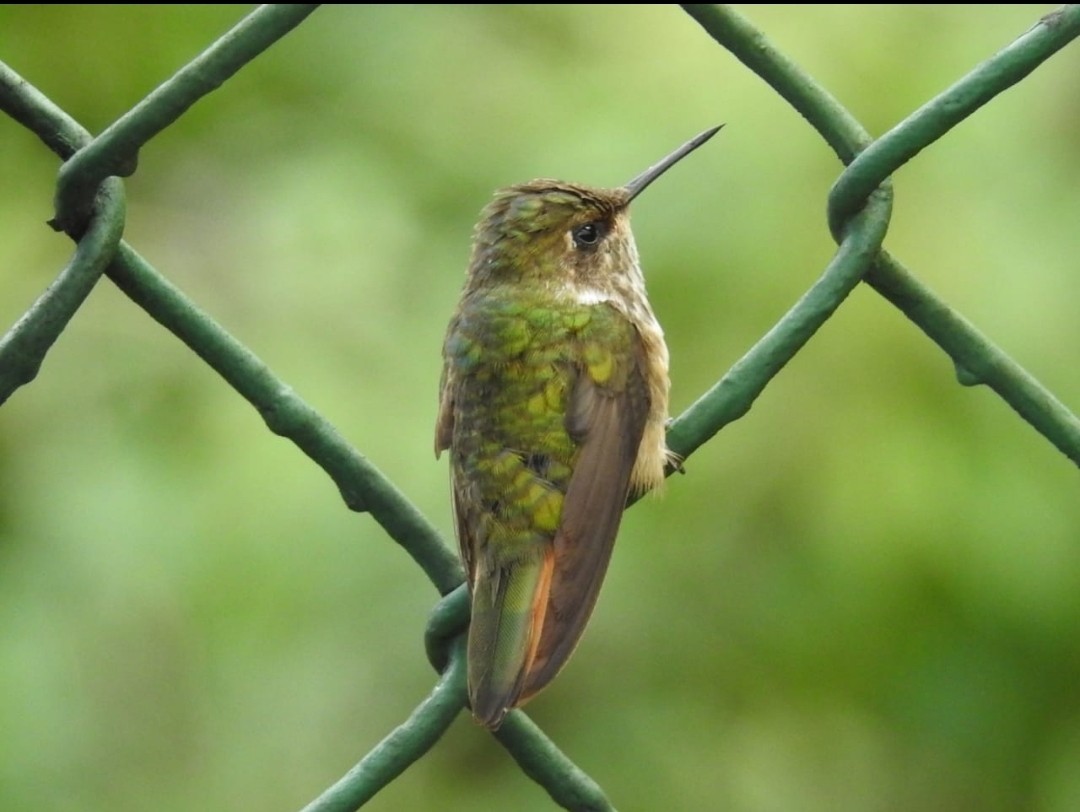 Volcano Hummingbird - Wendy Edith Prado Rodríguez