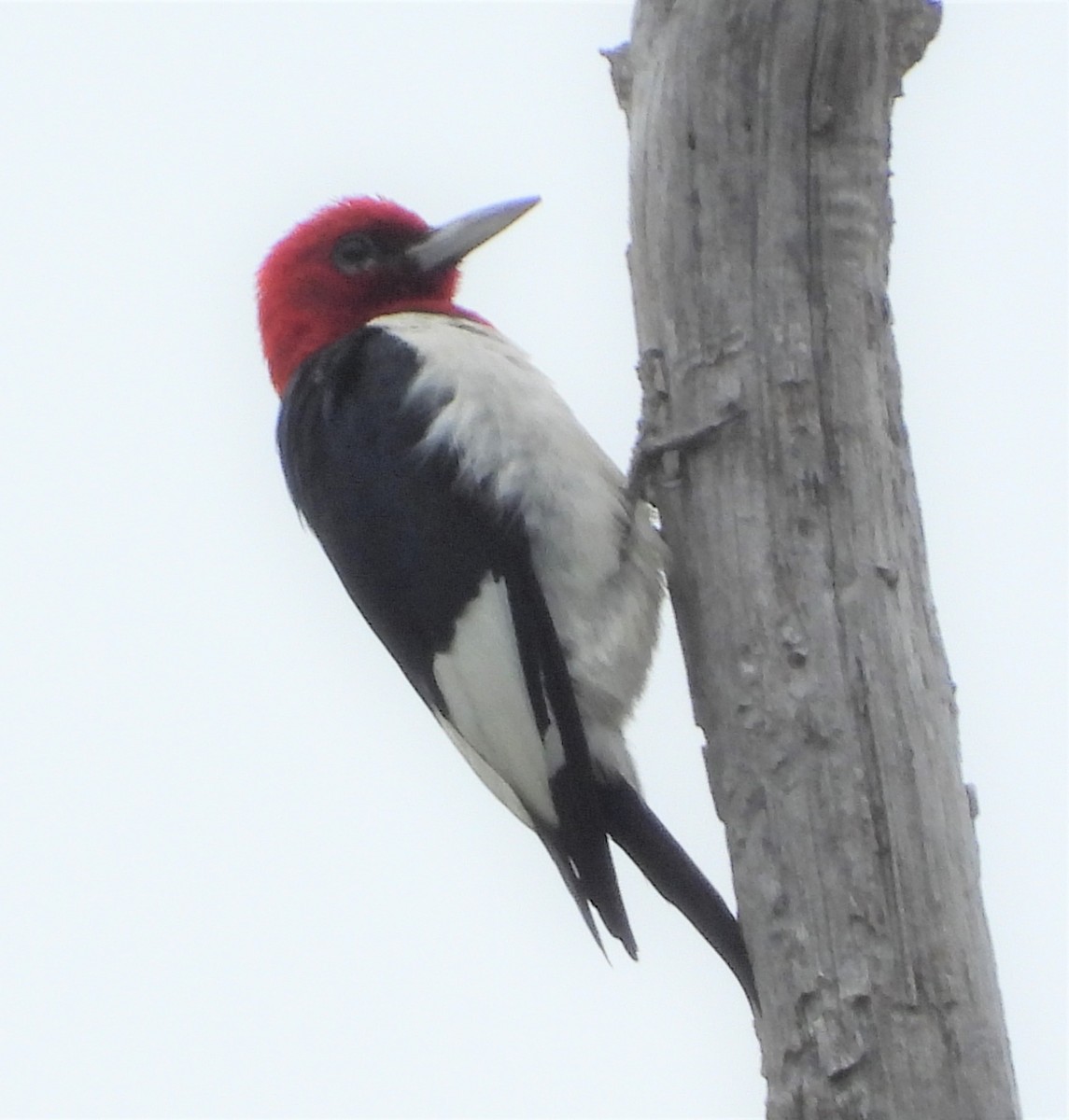 Red-headed Woodpecker - ML466609661