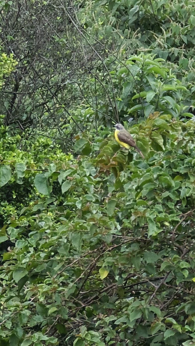 Gray-capped Flycatcher - Wendy Edith Prado Rodríguez