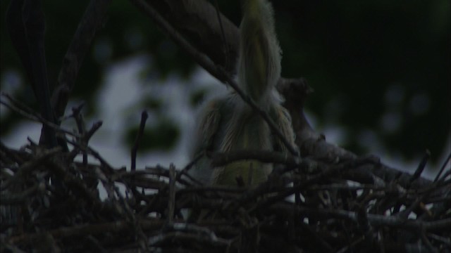 Great Egret (American) - ML466610