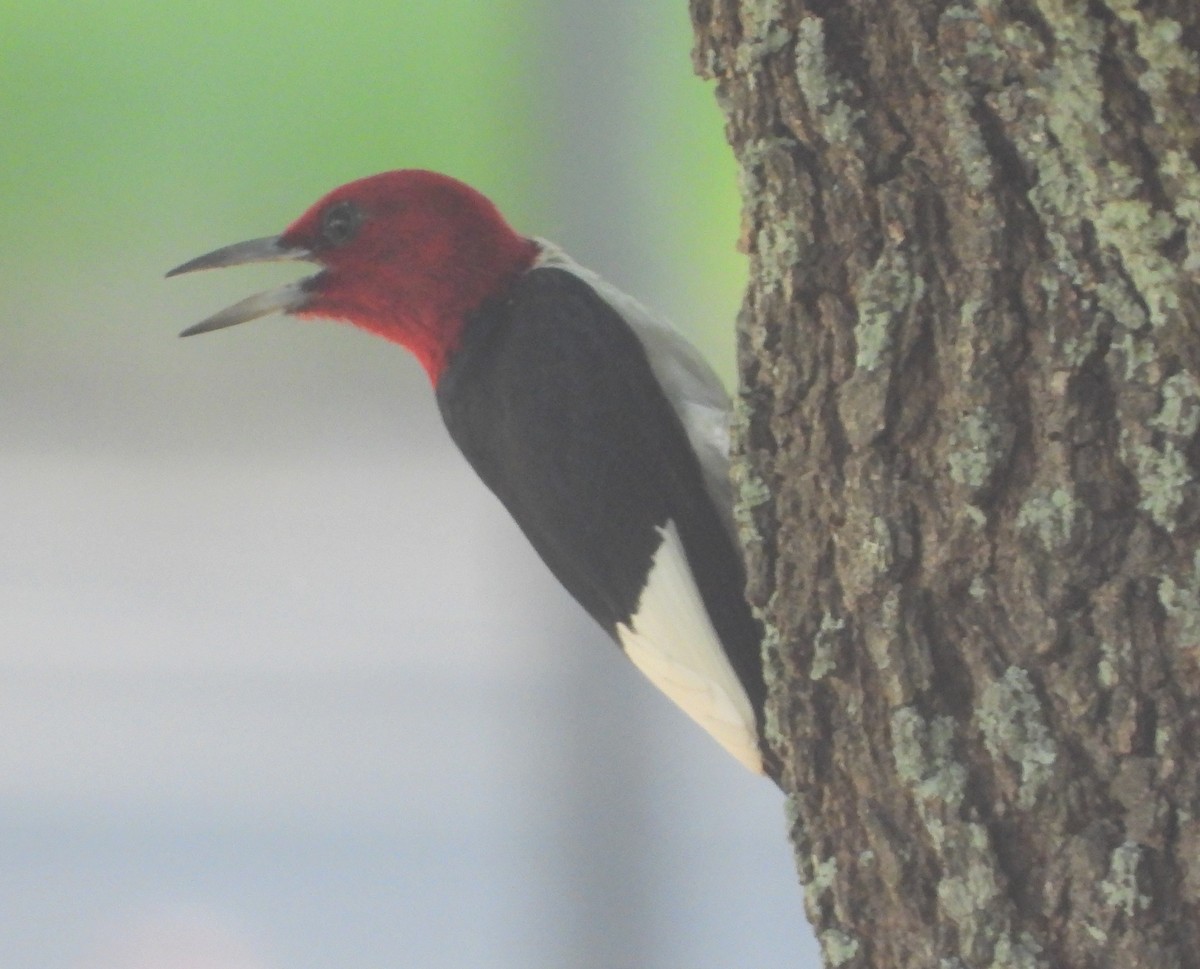 Red-headed Woodpecker - ML466610031