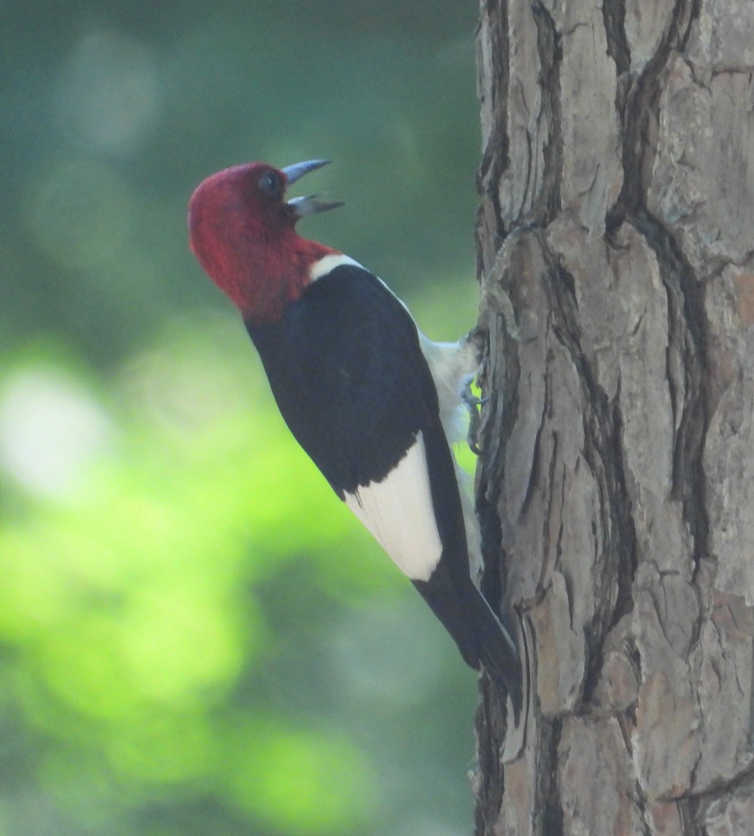 Red-headed Woodpecker - ML466610041